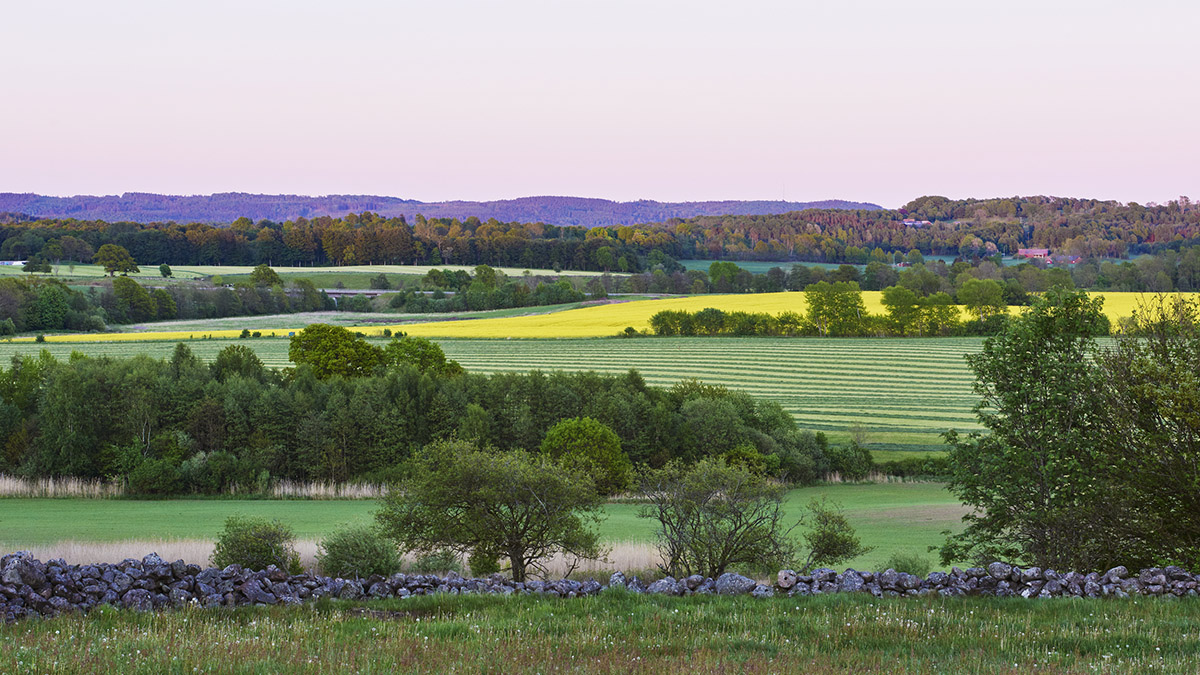 Vy över ett landskap, med rapsfält
