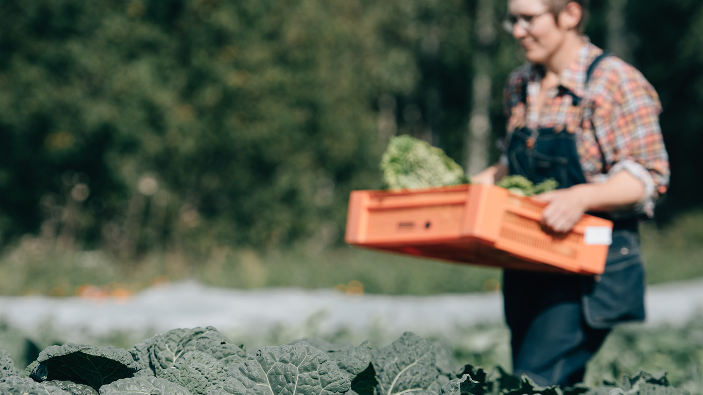 Kvinna bär en låda med grönsaker på ett odlat fält
