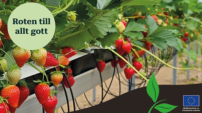 Man som håller fram en lax samt loggan för artikelserien ovanpå.