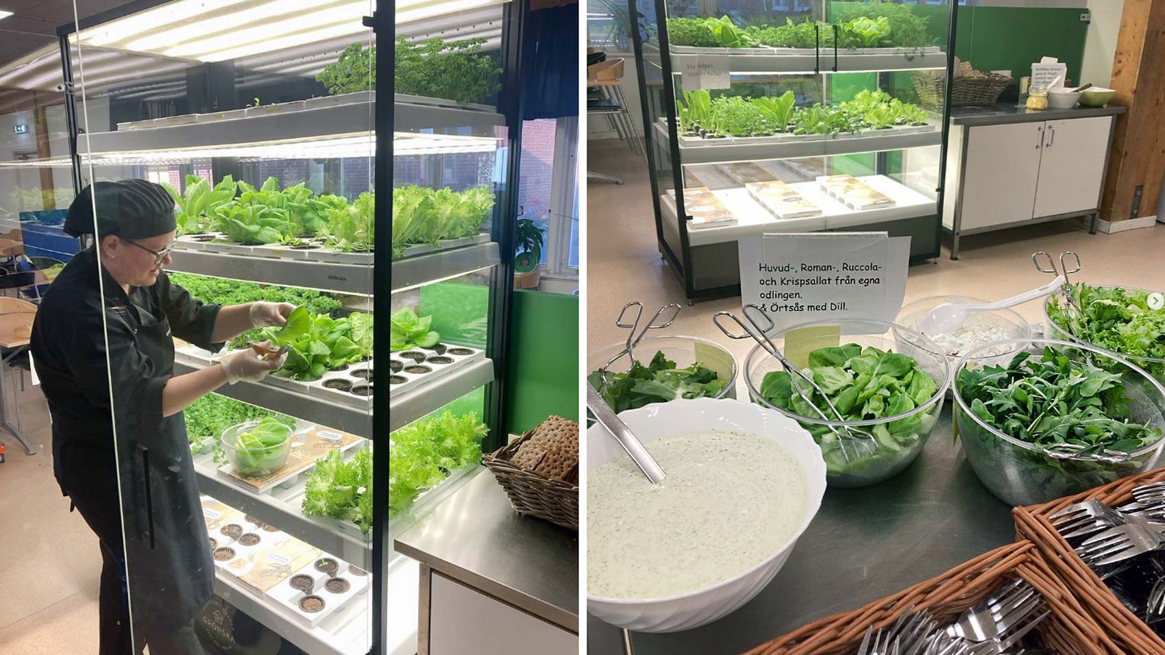 Kock som skördar sallad i ett odlingsskåp samt bord med salladsskålar