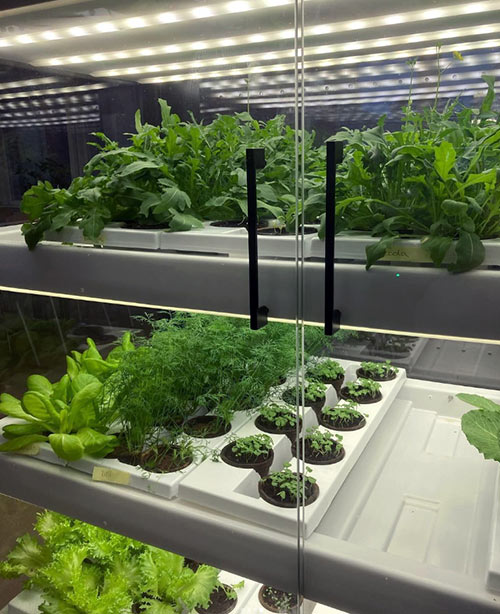 Odlingsskåp med sallad och kryddor som växer i kassetter med krukor