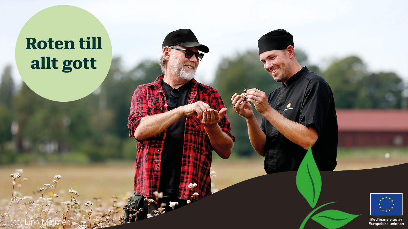 Två personer står i ett fält med baljväxter, de tittar på ett strå.