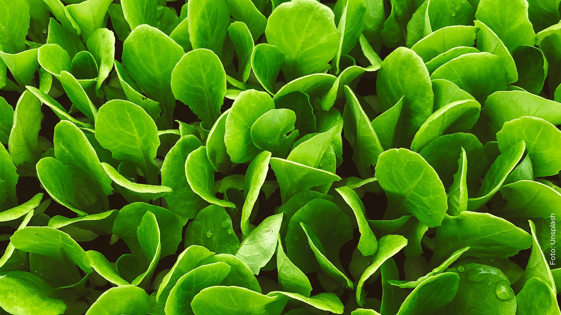 Närbild på små, gröna blad.