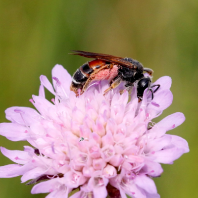 Storkägelbi på rosa blomma