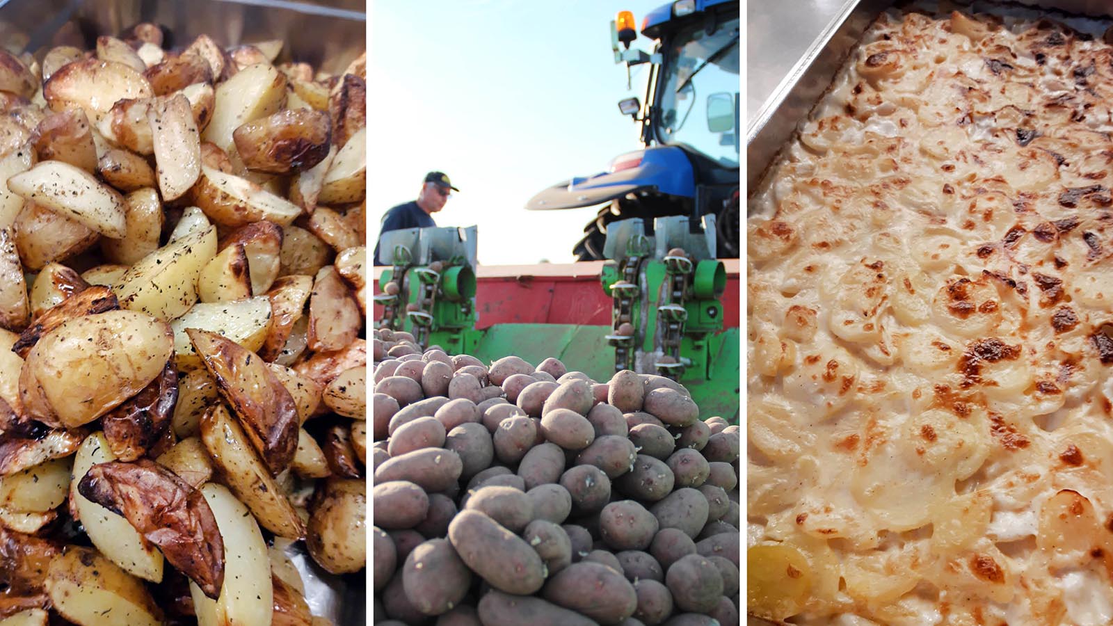 Klyftpotatis, lantbrukare som skördar potatis, och potatisgratäng