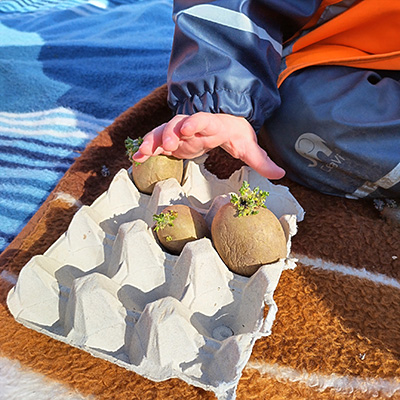 En barnhand och potatisar i en äggkartong.