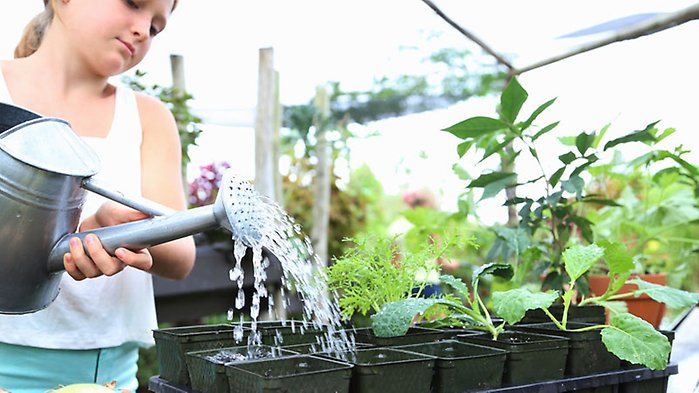 Flicka vattnar växter i växthus