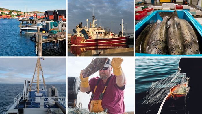 Ett collage med sex bilder som visar fiskebåtar, redskap och fångade fiskar.