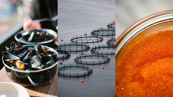 Collage med bilder på musslor, rom och kassodling av fisk.