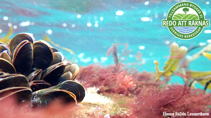 Bild på braxen med loggan för artikelserien ovanpå.