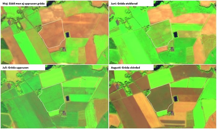 Montage av fyra satelitbilder tagna vid fyra olika tillfällen över samma markområde.