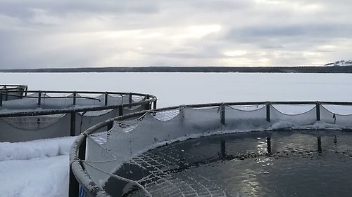 Fiskodling i sjö. Vinterbild.