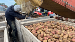 Lantbrukare skördar potatis