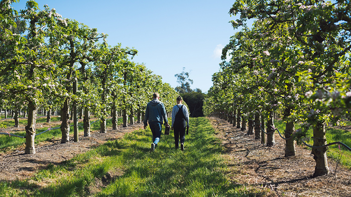 Två personer går i allé av fruktträd.