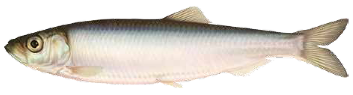 Illustration av skarpsill.