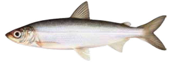 Illustration av siklöja.