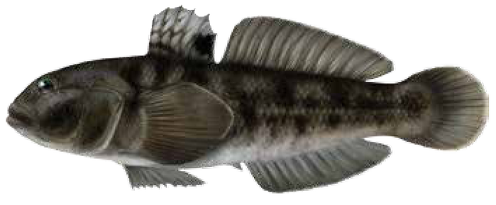 Illustration av svartmunnad smörbult.