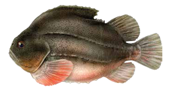 Illustration av stenbit.