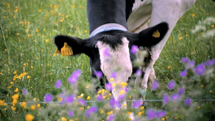 Ko som betar i en hage, närbild på mulen, gräs och blommor.