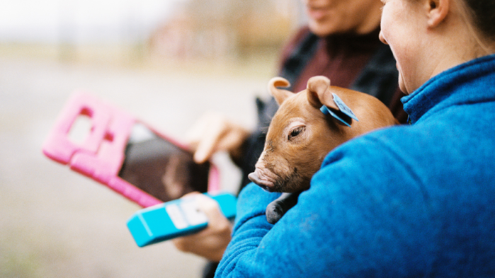 Kvinna med blå tröja håller i griskulting och digitalt verktyg.