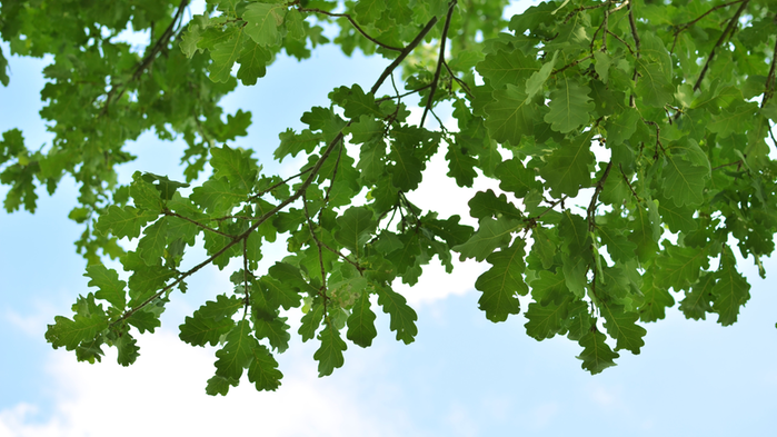 Eklöv fotade uppåt mot blå himmel.