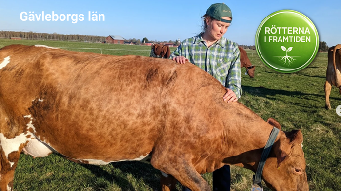 Ida Thunström tillsammans med sin kalv