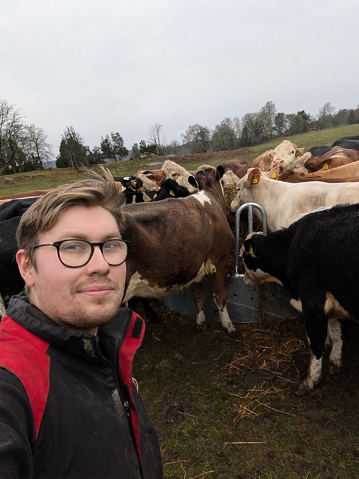 Lucas Bertilsson och hans kor utomhus
