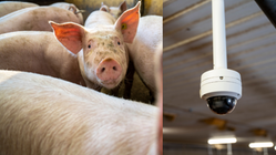 En gris som tittar in i bild och en kamera monterad i taket
