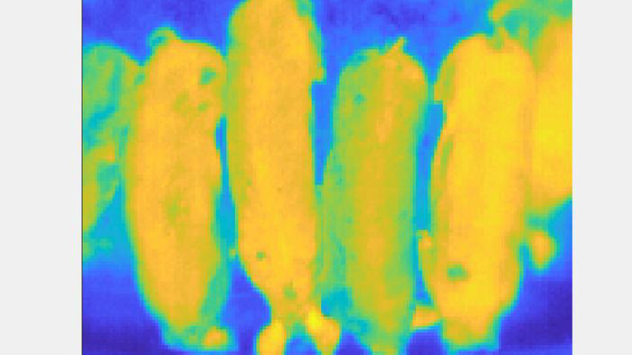 Fyra grisar fotade med värmekamera. I bild syns konturerna av grisarna i skarpt blått sken och själva kroppen i gult.