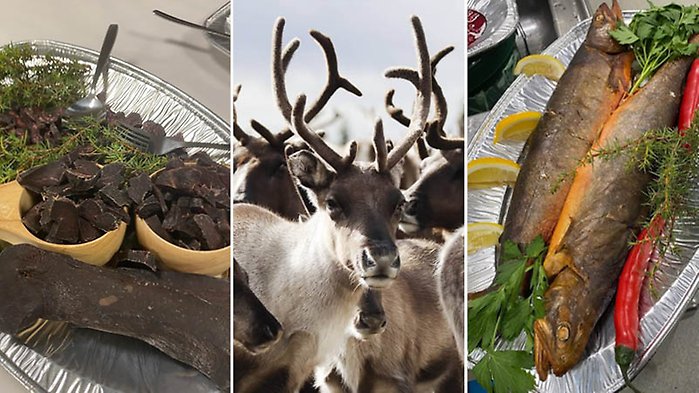Ett kollage med bilder på samisk mat samt renar.