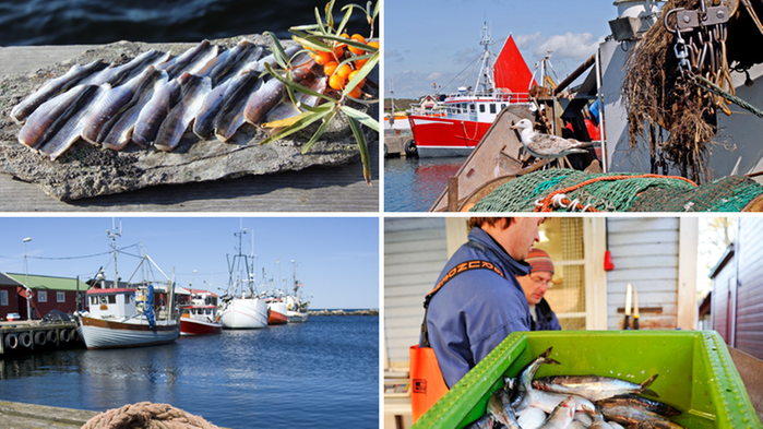Collage med bilder på fiskfiléer, fiskar och hamnvyer.