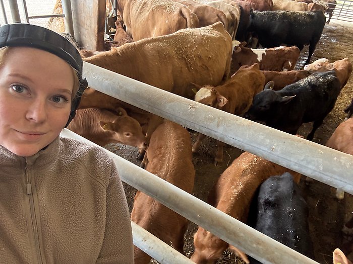 Ida Thunström med sin boskap