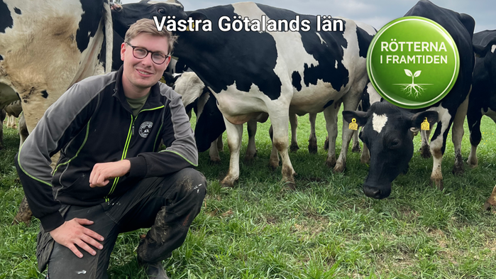 Lucas Bertilsson på huk vid sina kossor utomhus
