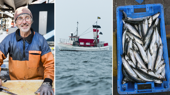 Fiskare filéear lax, fiskebåt, sill i låda