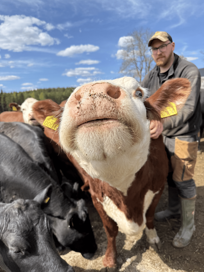 Aron Saldner med närgångna kor