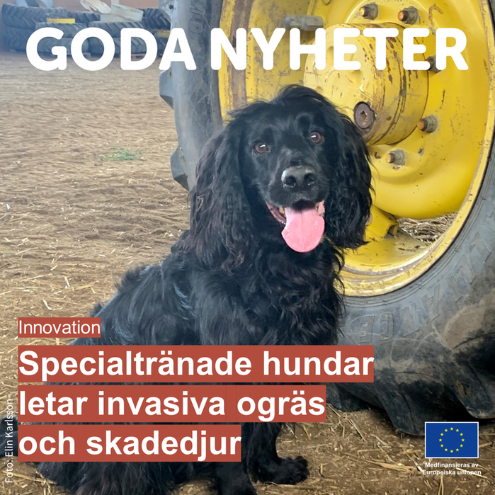 Svart hund bredvid en traktor. Text: Goda nyheter. Specialtränade hundar letar invasiva ogräs och skadedjur.