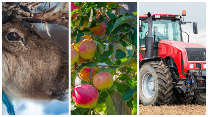 Kollage med ren, äpplen och en traktor