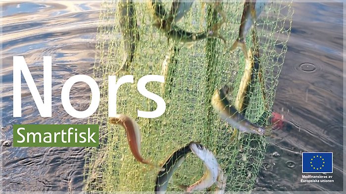 Nors fångade i nät.