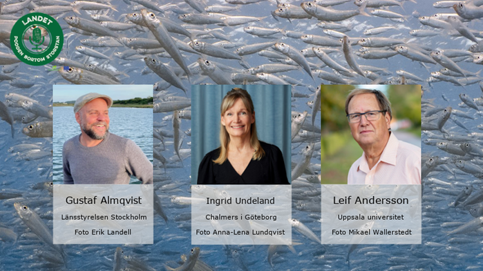 Kollage med Leif Andersson, Ingrid Undeland och Gustaf Almqvist som deltar i poddens avsnitt