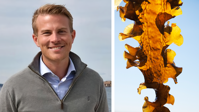 Simon Johansson, vd för Nordic Seafarm, och en sockeralg.