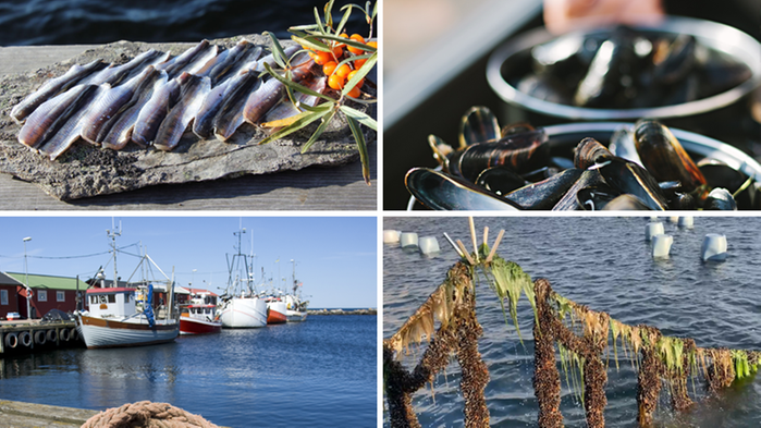 Collage med fyra bilder med fiskebåtar, musslor och sill.
